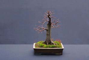 Hornbeam Bonsai
